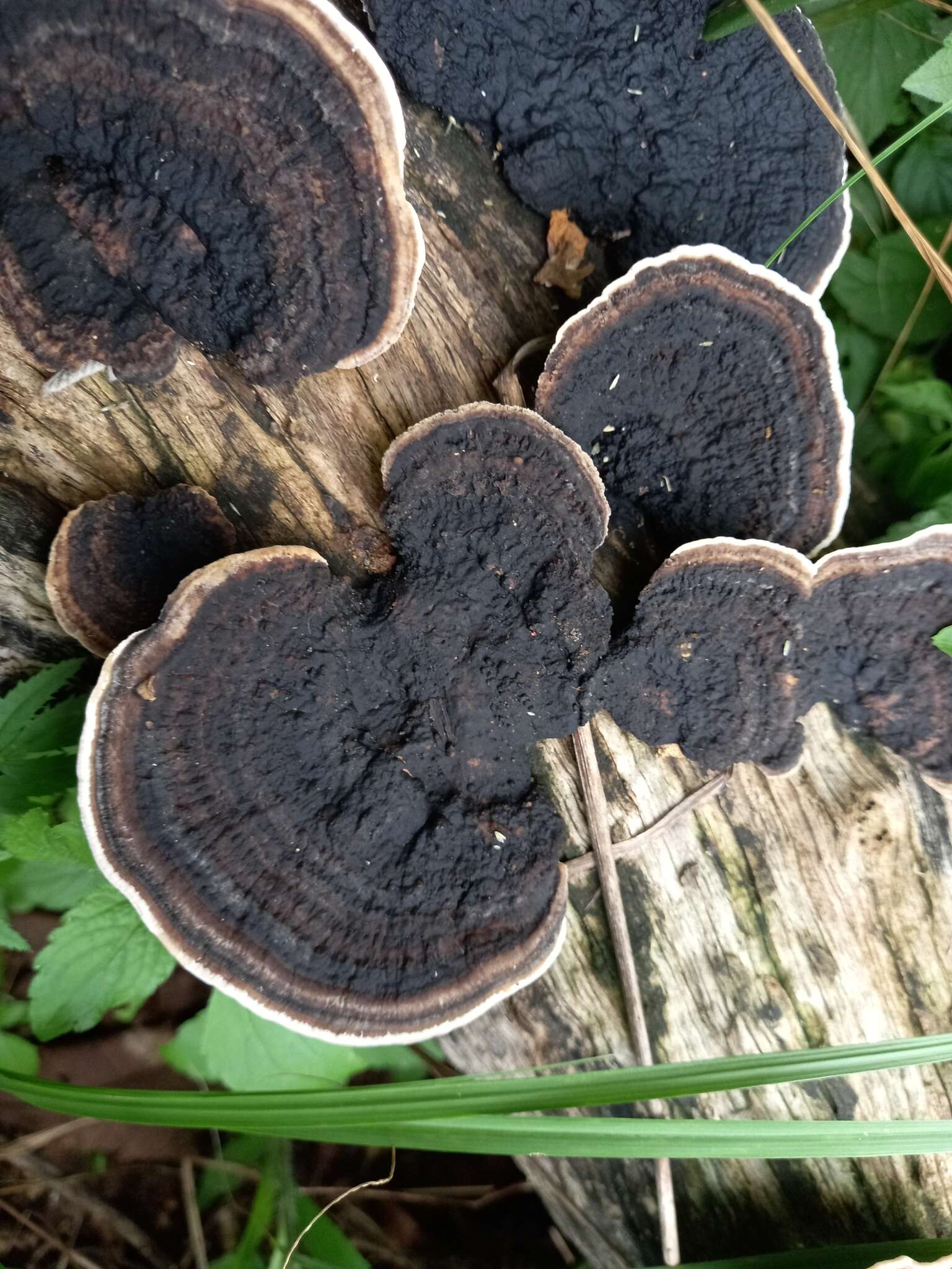 Image de Trametes cingulata Berk. 1854