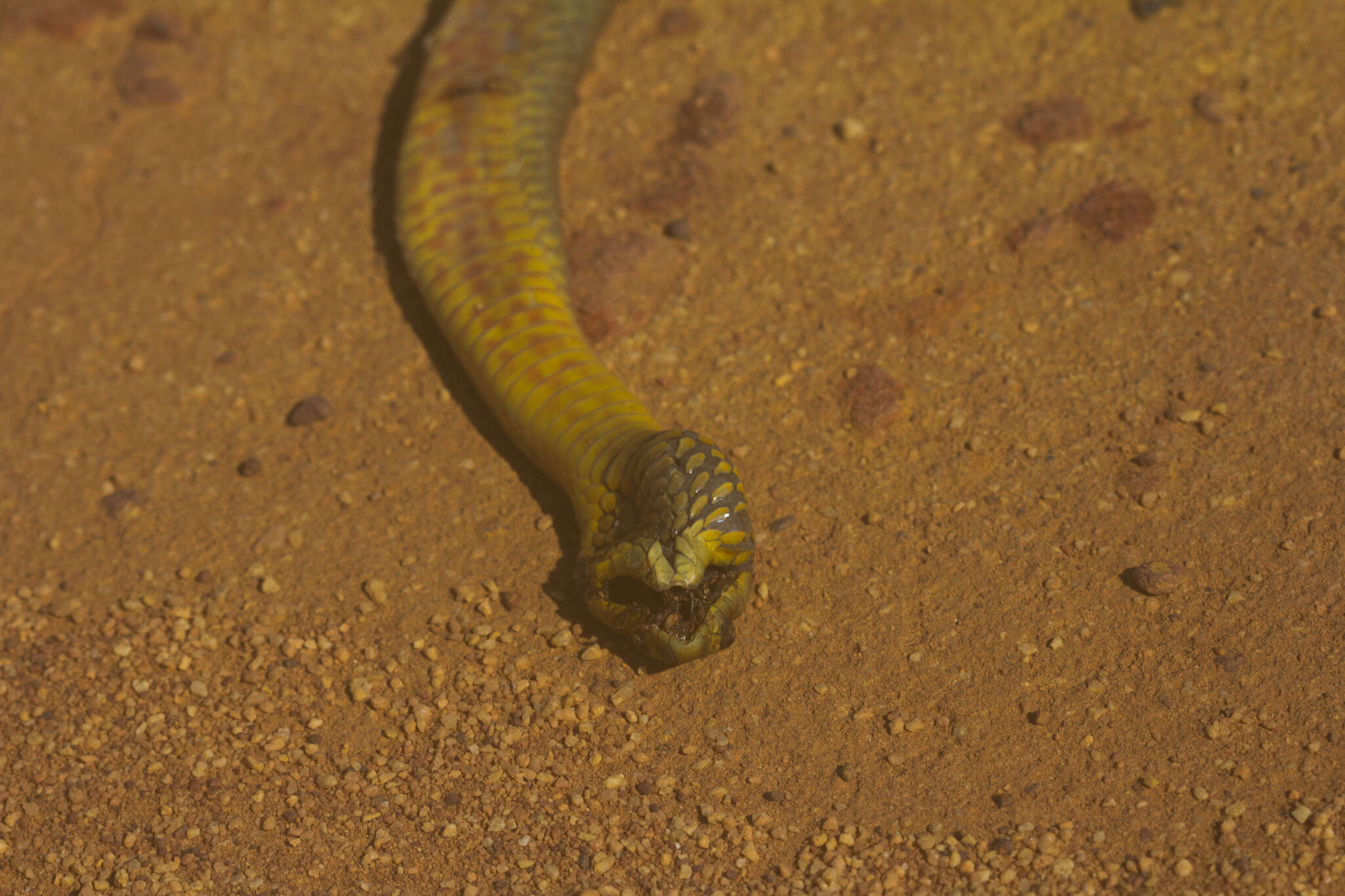 Image of Pseudonaja mengdeni Wells & Wellington 1985