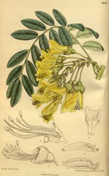 Image of Sophora macrocarpa