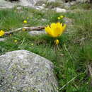 Image of Ranunculus abnormis Cutanda & Willk.
