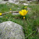 صورة Ranunculus abnormis Cutanda & Willk.