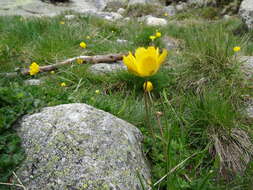 Image of Ranunculus abnormis Cutanda & Willk.