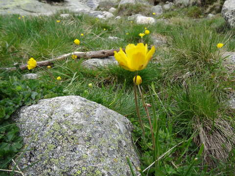 Image de Ranunculus abnormis Cutanda & Willk.