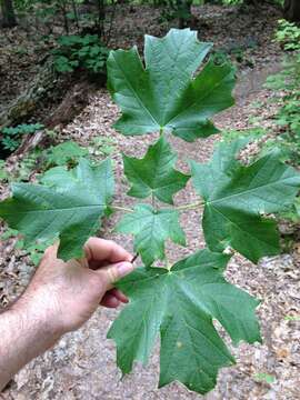 Imagem de Acer saccharum var. schneckii Rehd.