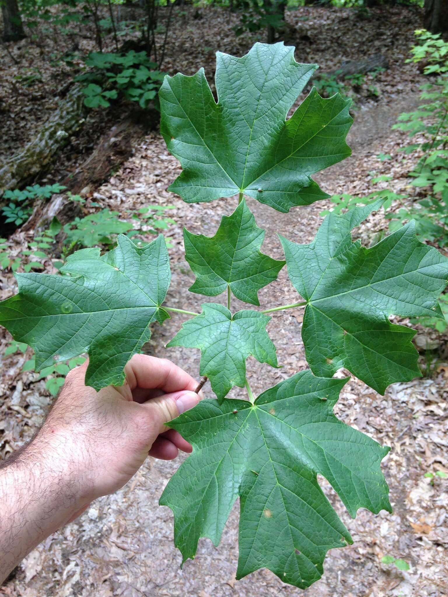 Imagem de Acer saccharum var. schneckii Rehd.