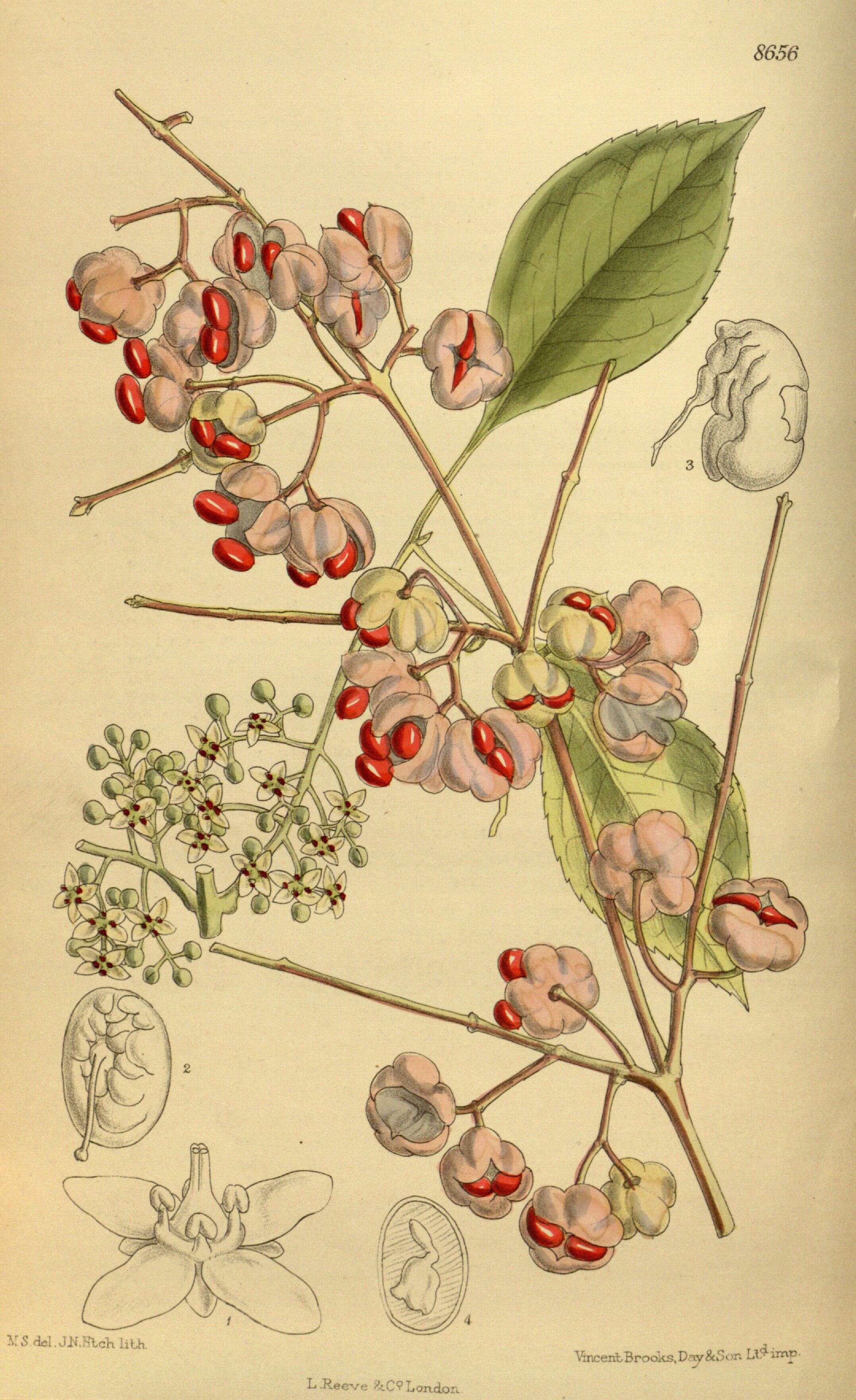 Imagem de Euonymus