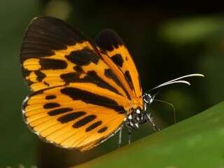 Stalachtis calliope (Linnaeus 1758) resmi