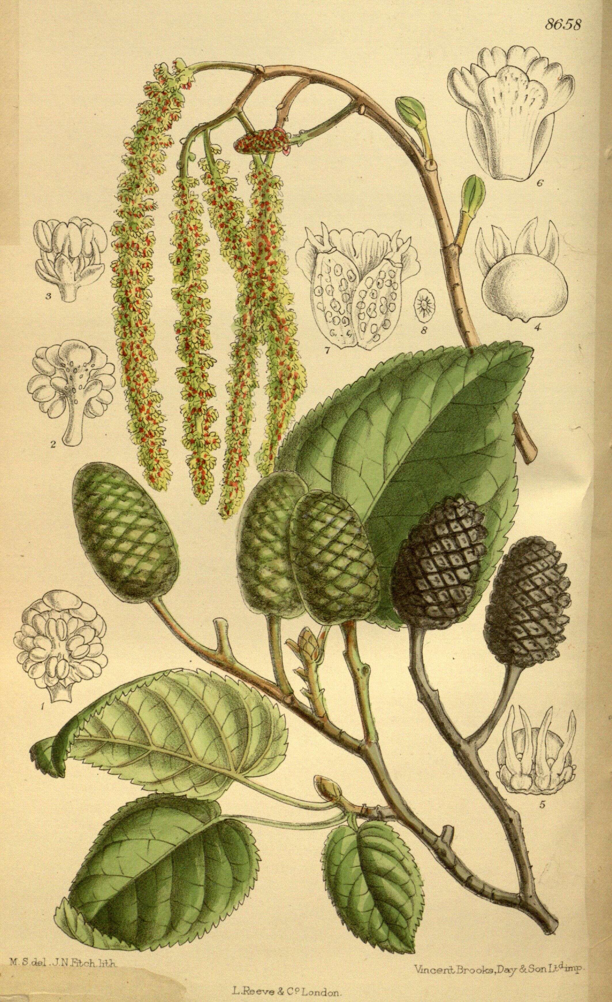 Image of Alder of Corsica