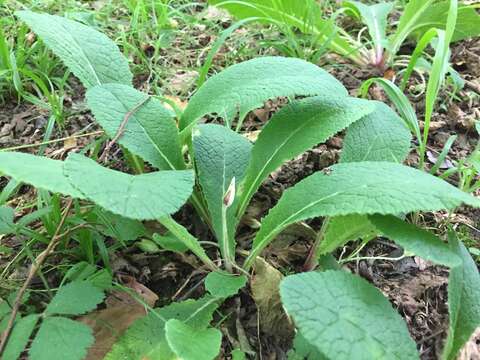 Image of <i>Primula <i>vulgaris</i></i> subsp. vulgaris