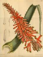 Image of candelabra aloe
