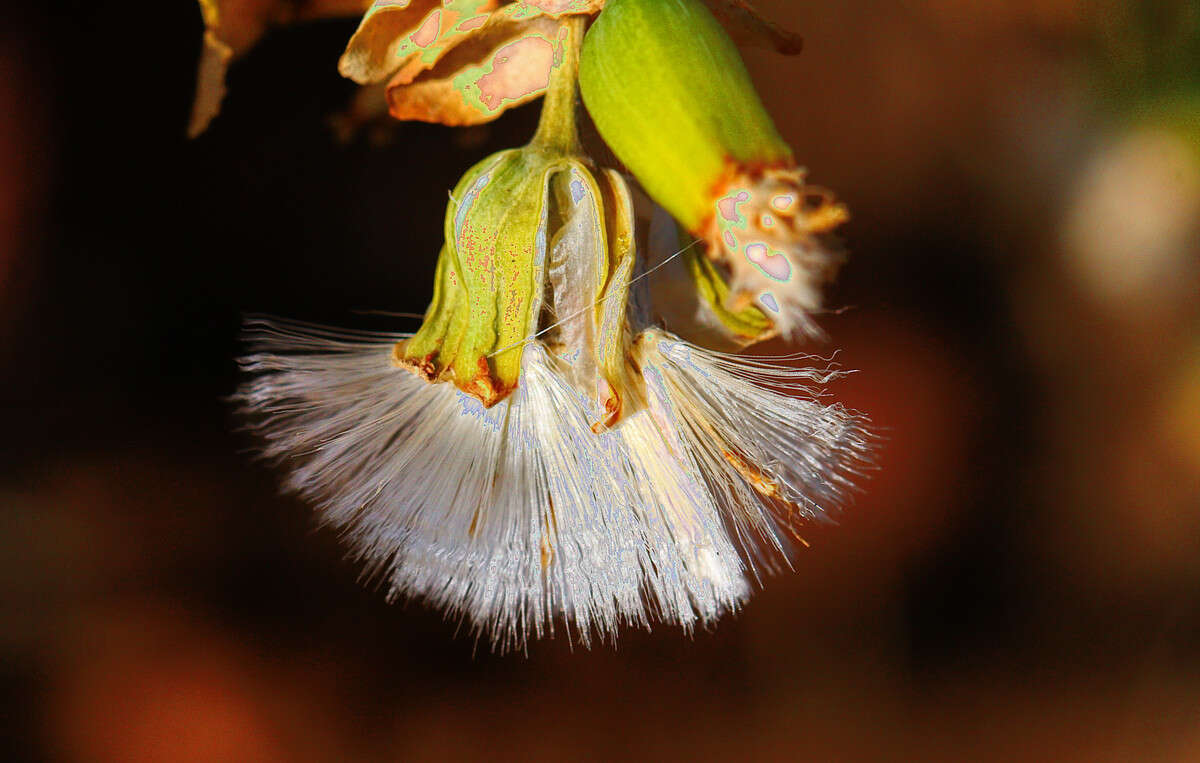 Image of Lopholaena coriifolia (Sond.) Phillips & C. A. Smith