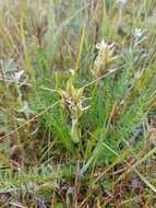 Oxytropis muricata (Pall.) DC. resmi