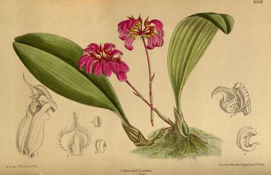 Image of Bulbophyllum corolliferum J. J. Sm.