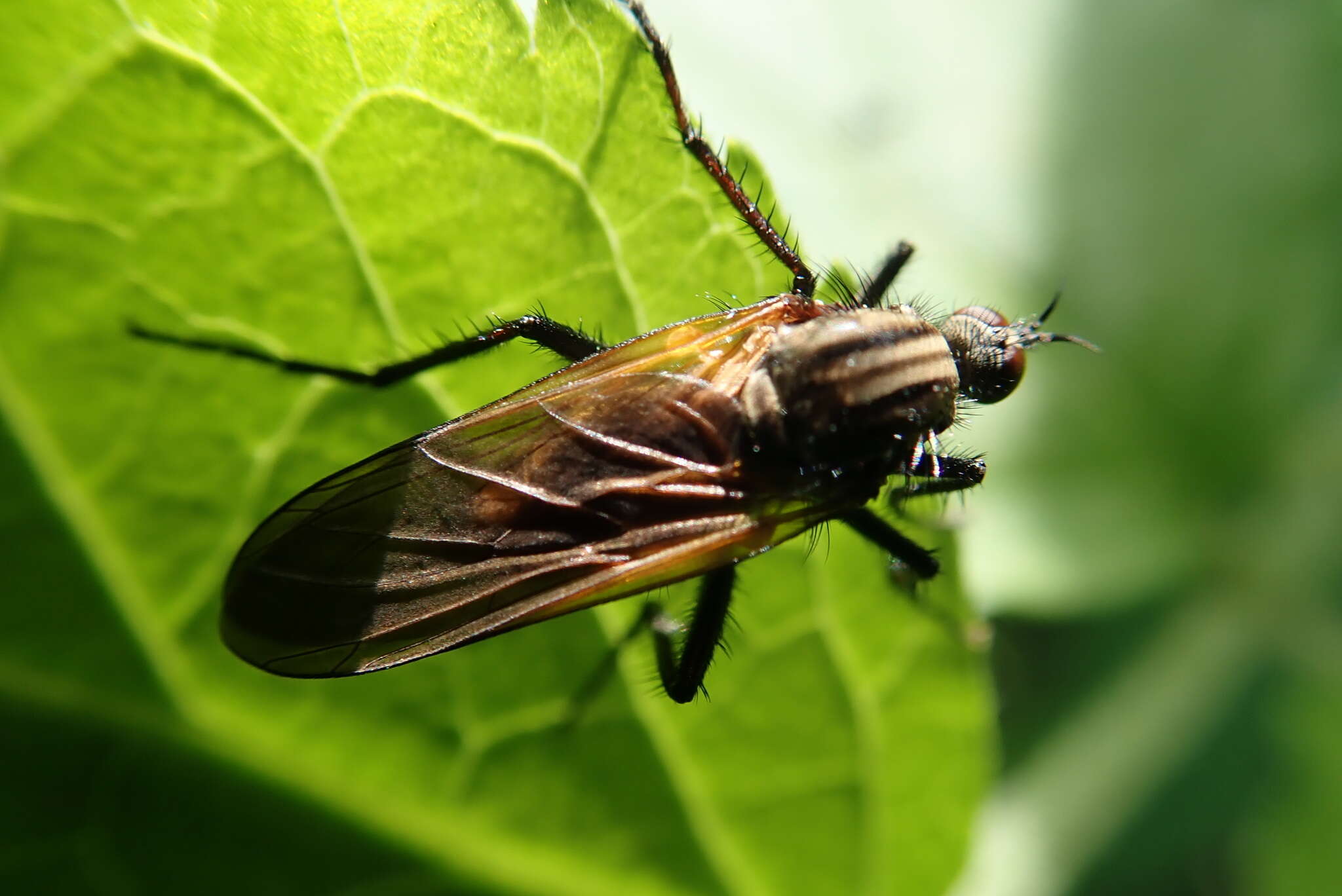 Image of Empis tessellata Fabricius 1794