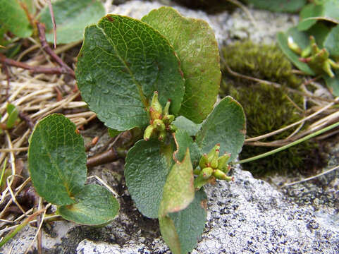 Image of snowbed willow