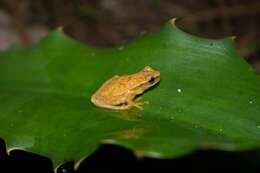 Image de Dendropsophus robertmertensi (Taylor 1937)