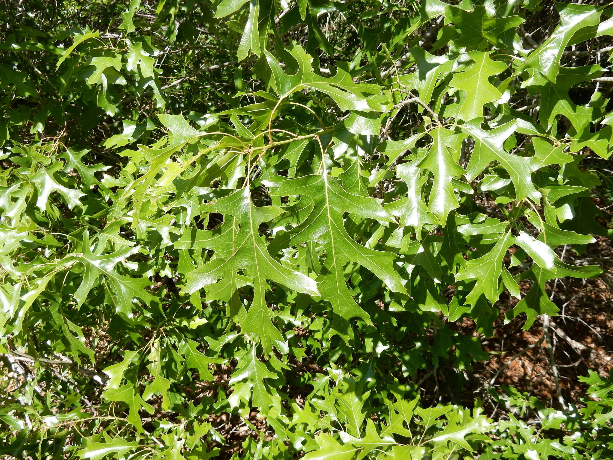 صورة Quercus buckleyi Nixon & Dorr