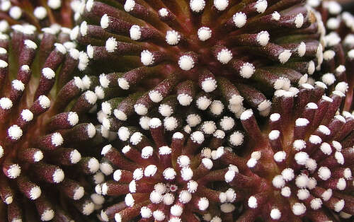 Image of Mammillaria luethyi G. S. Hinton