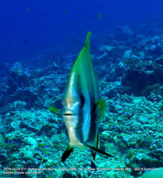 Image of Orbicular batfish