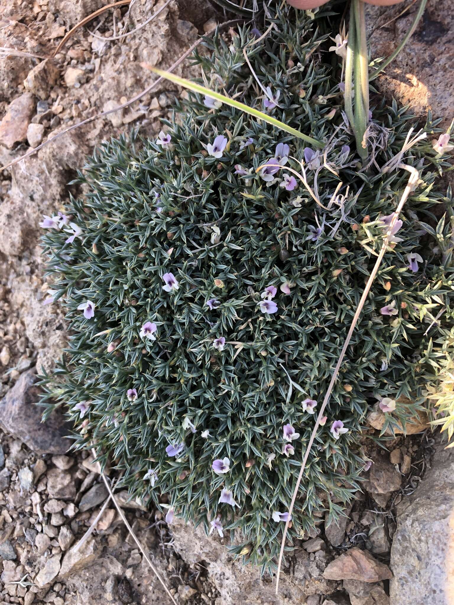 Image of spiny milkvetch