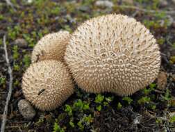 Imagem de Lycoperdon