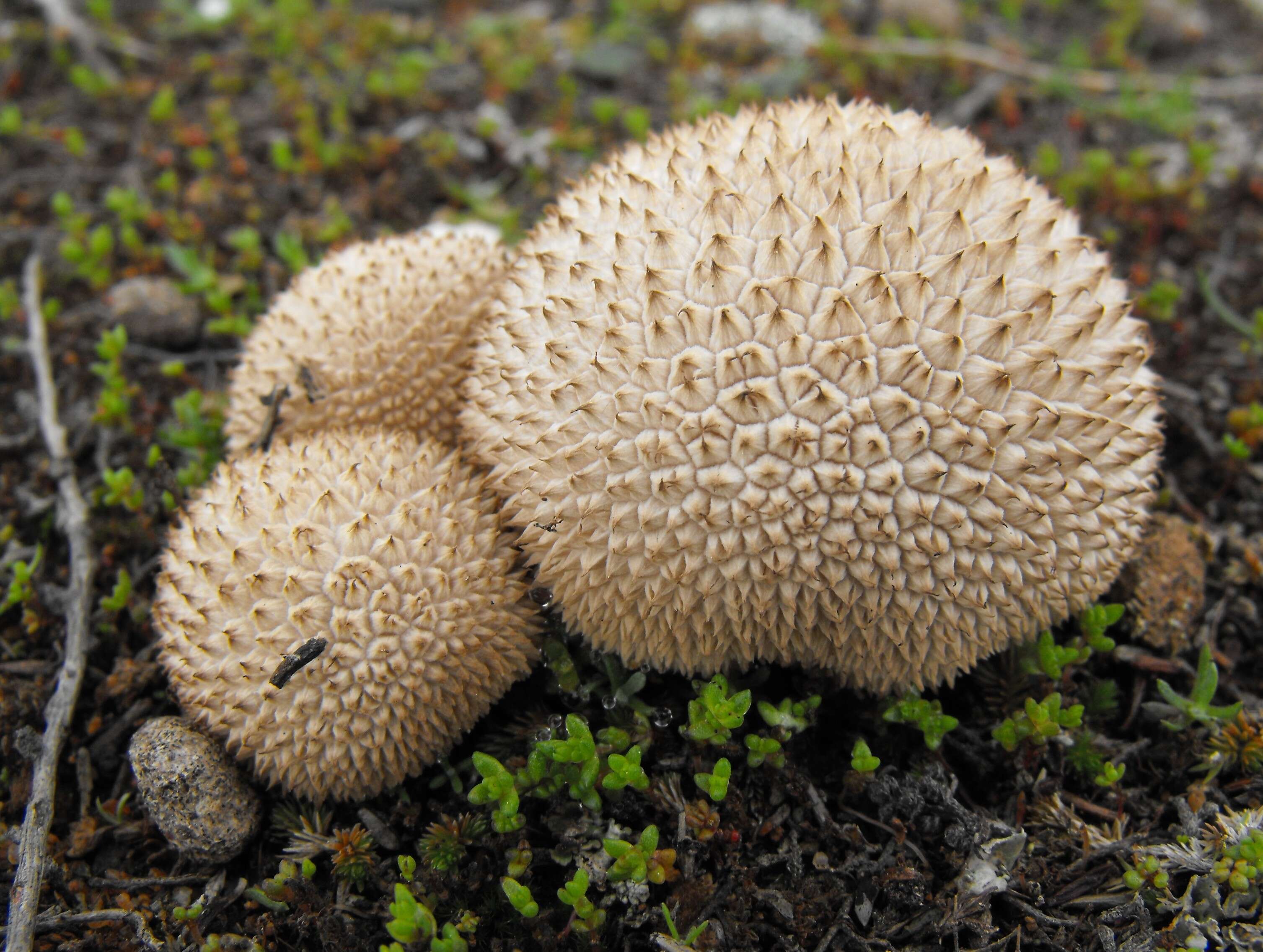 Imagem de Lycoperdon