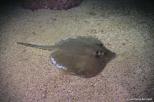 Image of Pearl stingray