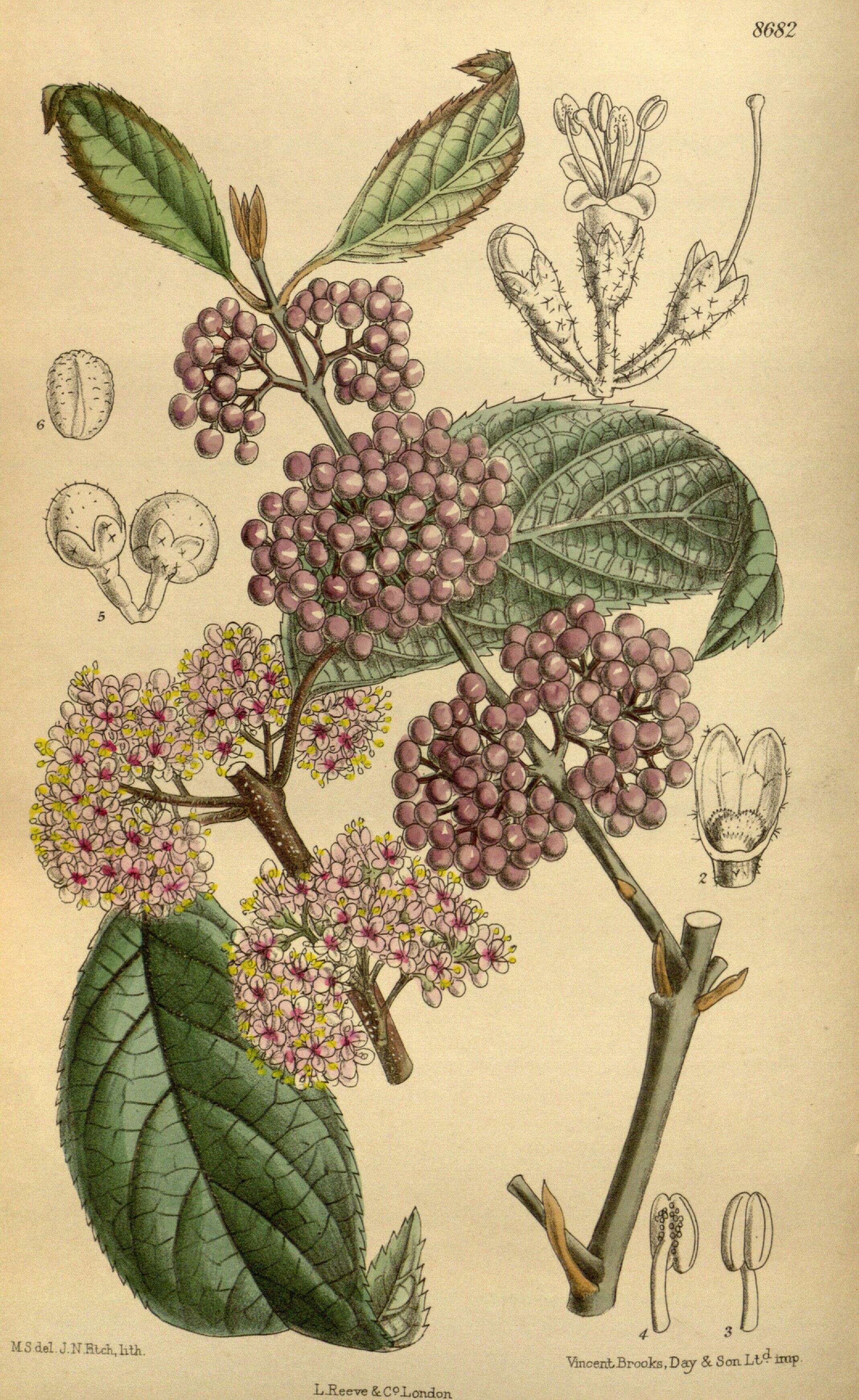 Image of Bodinier's beautyberry