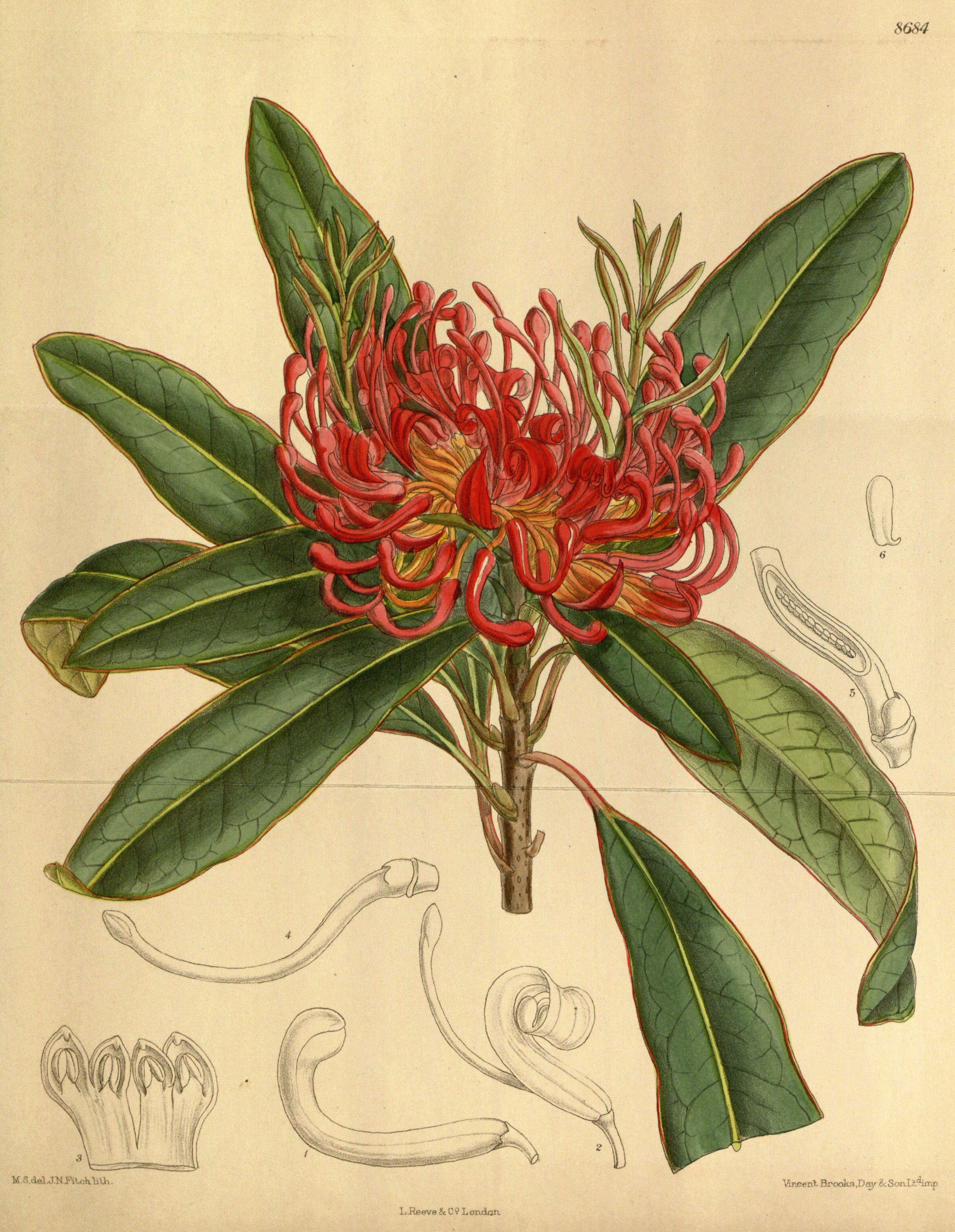 Image of Telopea oreades F. Müll.