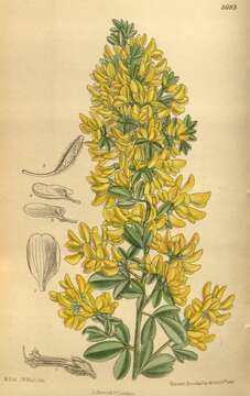 Image of French broom