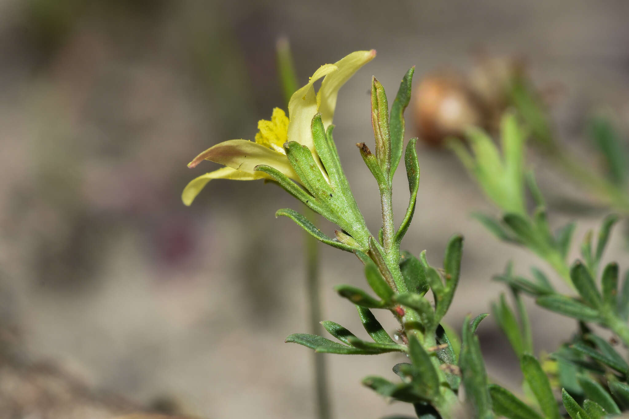 Plancia ëd Menodora integrifolia (Cham. & Schltdl.) Steud.