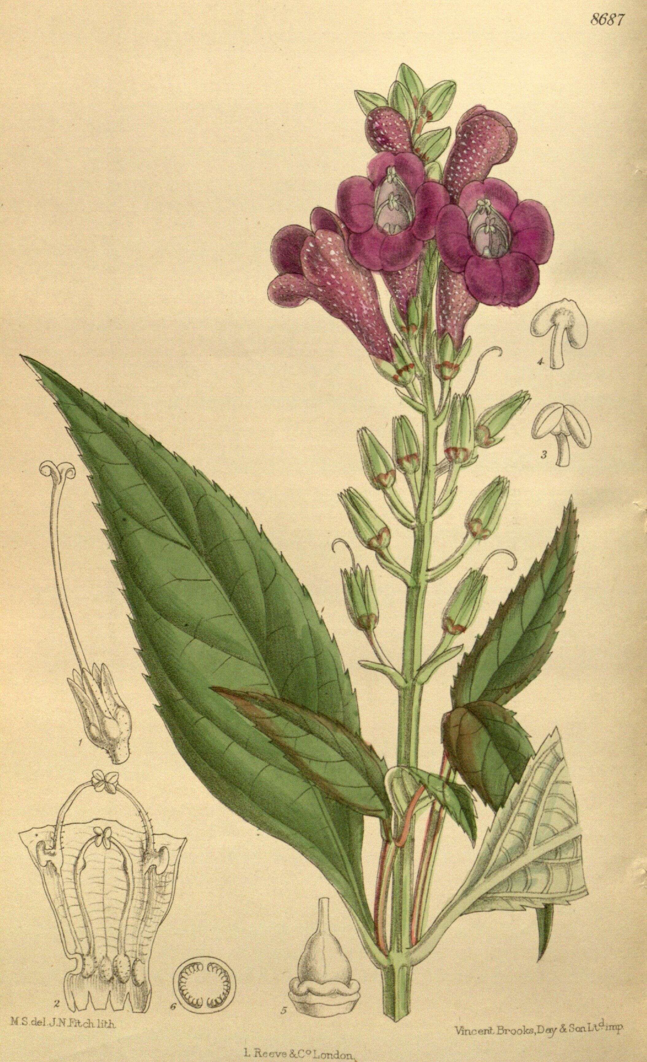 Imagem de Artanema longifolium (L.) Vatke