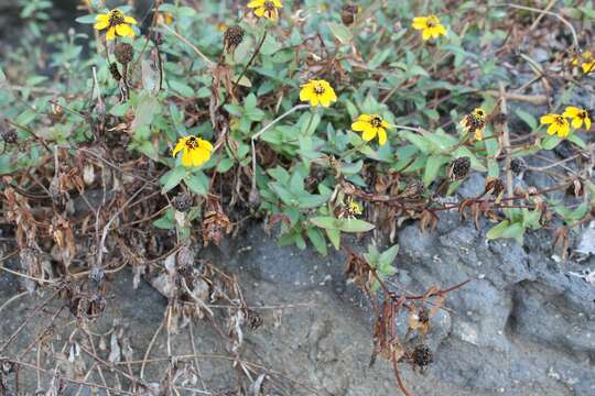 Image de Zinnia maritima Kunth