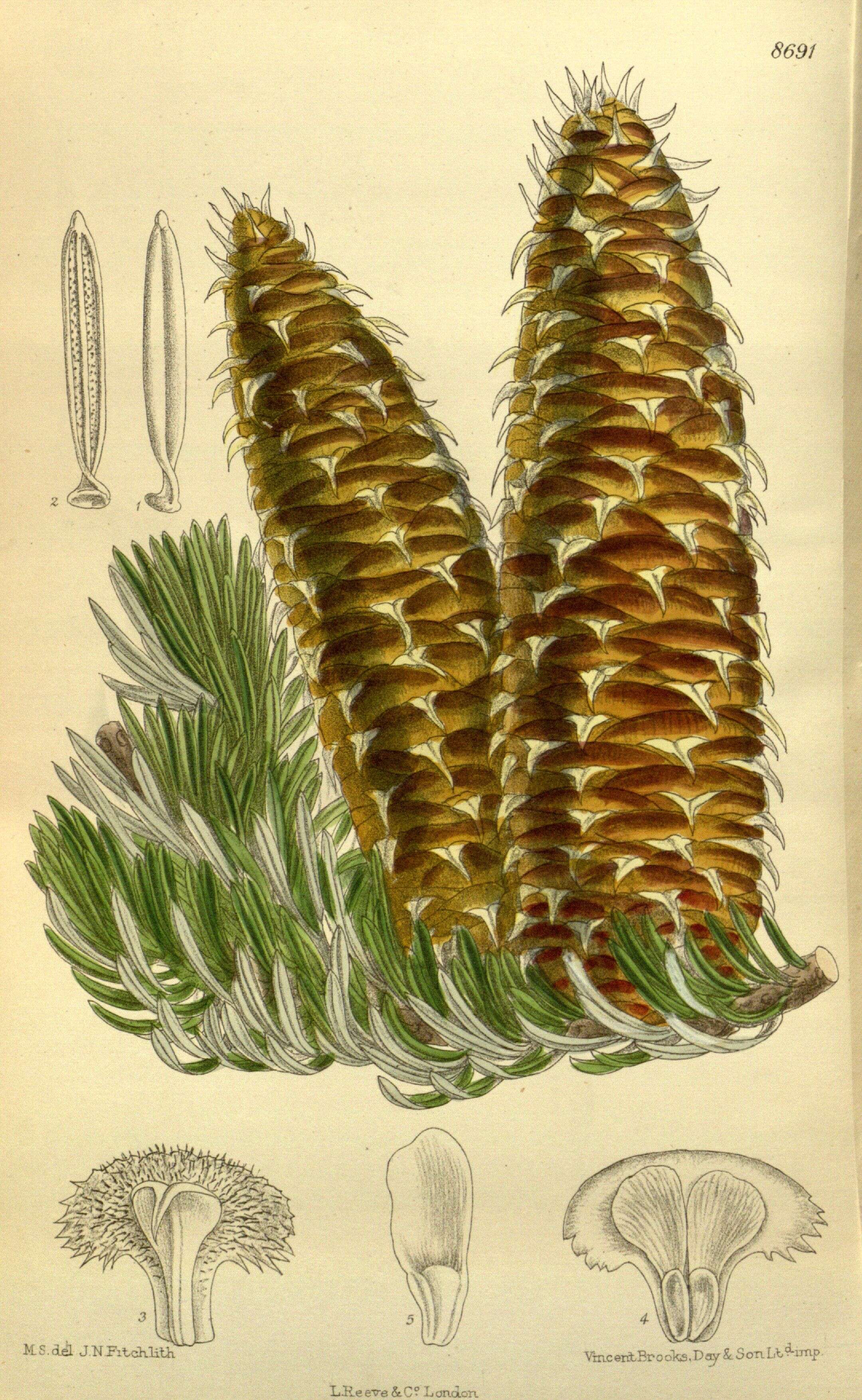 Image of Grecian Fir