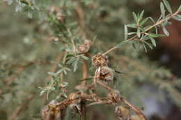 Sivun Leptospermum lanigerum (Ait.) Sm. kuva