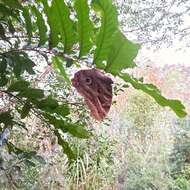 Imagem de Caligo illioneus pampeiro Fruhstorfer 1904