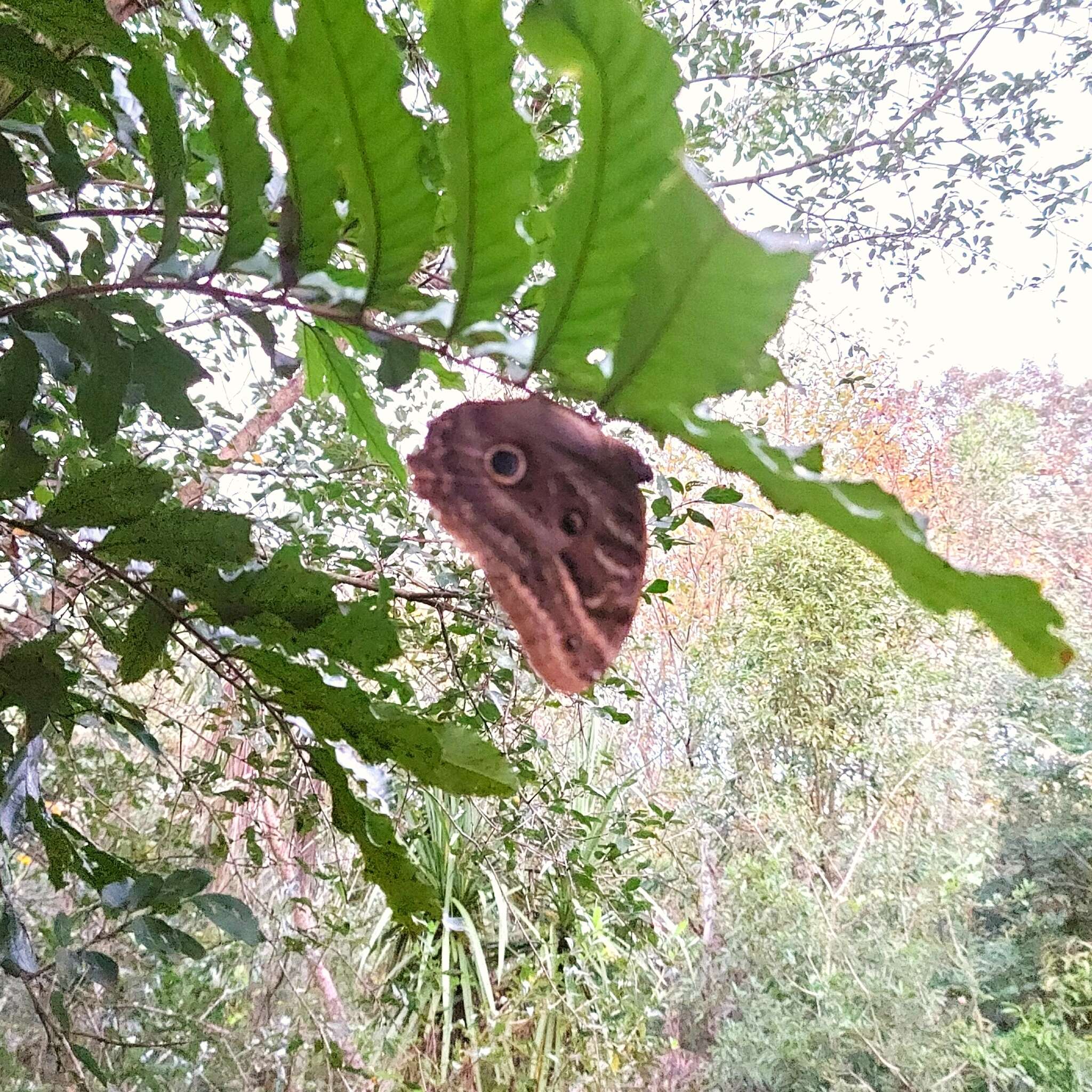 Imagem de Caligo illioneus pampeiro Fruhstorfer 1904