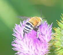 Image of Amegilla quadrifasciata (de Villers 1789)