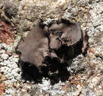 Image of manyroot navel lichen