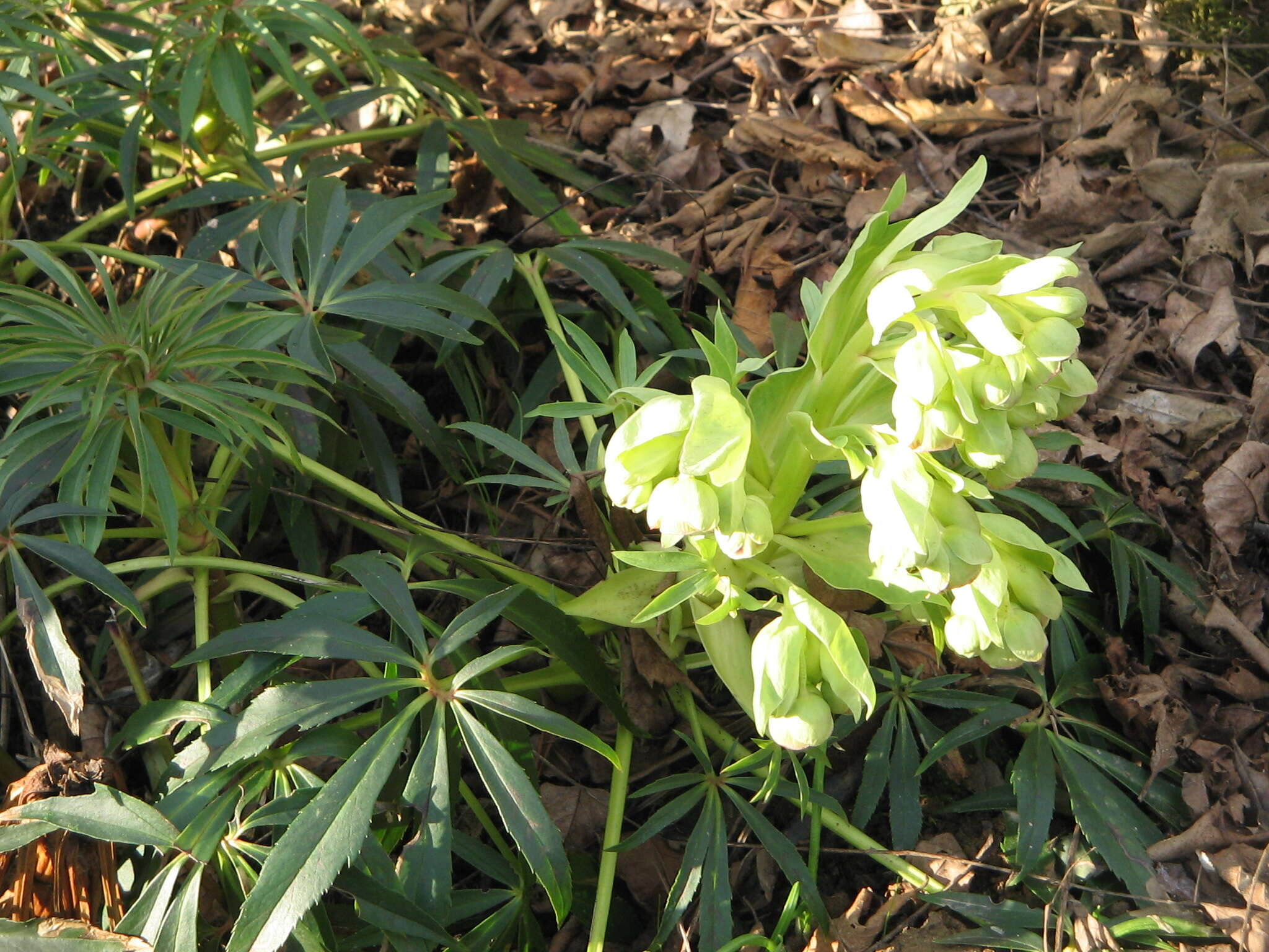 Image of Stinking Hellebore