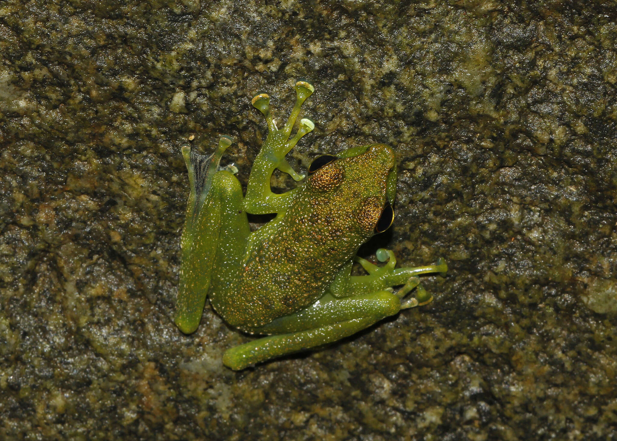 Image of Staurois guttatus (Günther 1858)