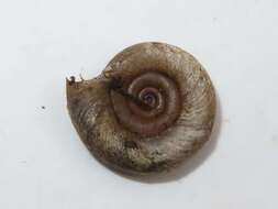 Image of Ram's Horn Snail