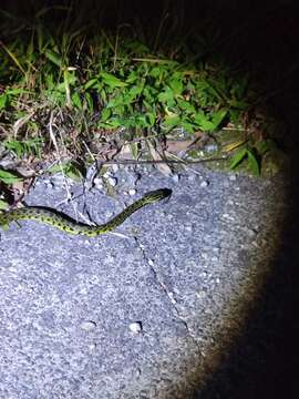 Protobothrops jerdonii (Günther 1875) resmi