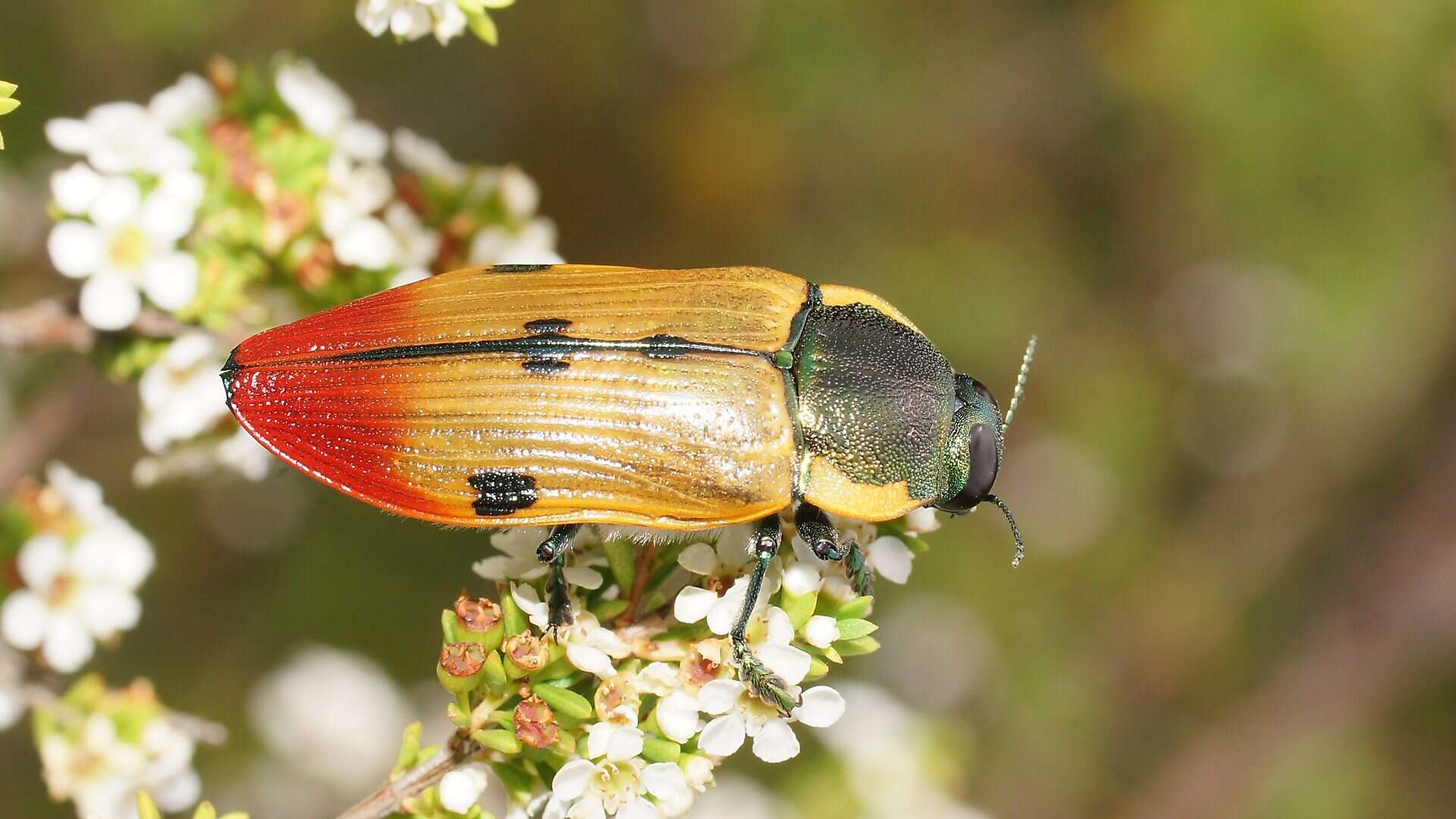 Image of Temognatha variabilis (Donovan 1805)