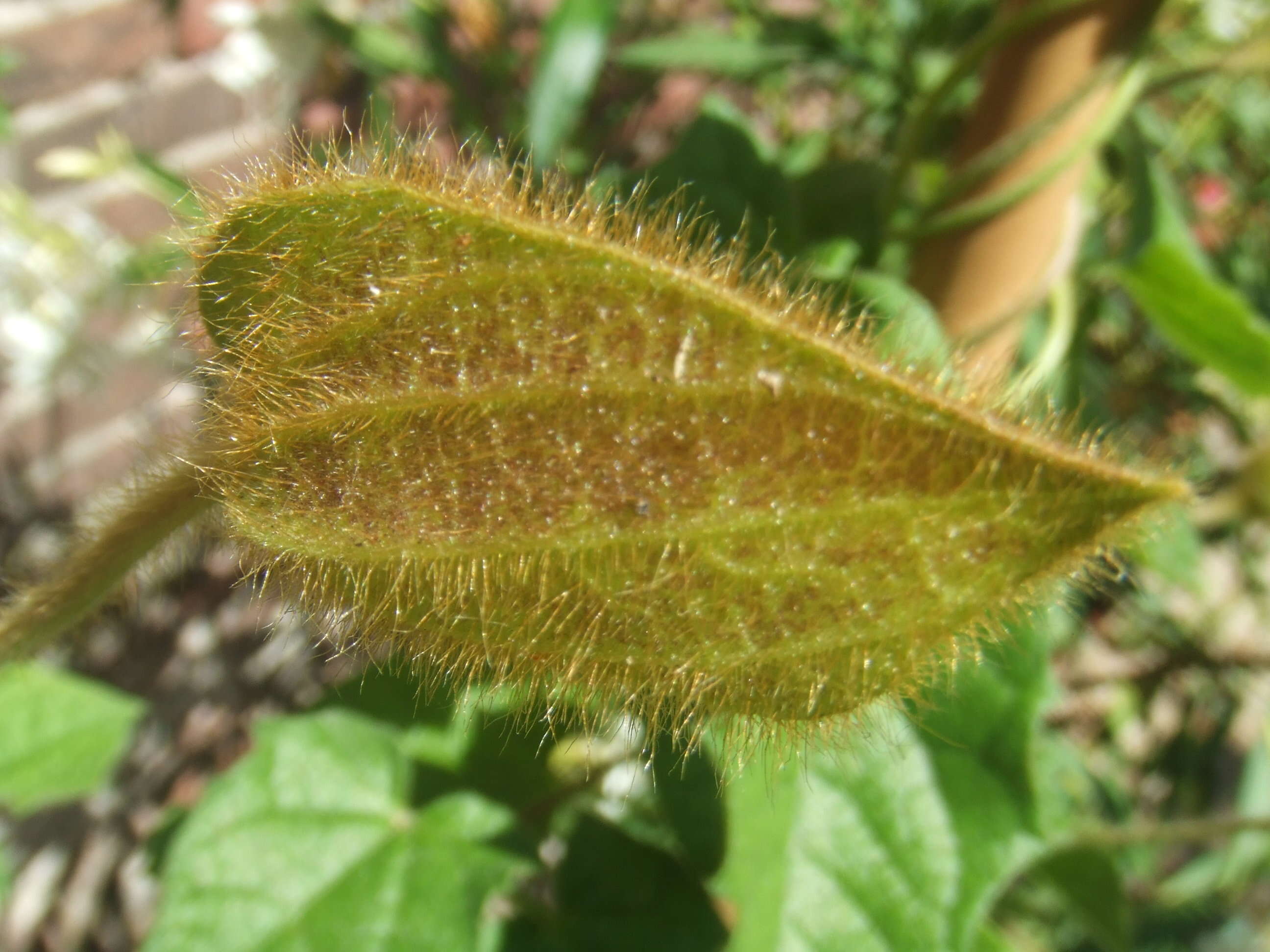 Image of Thunbergia gregorii S. Moore