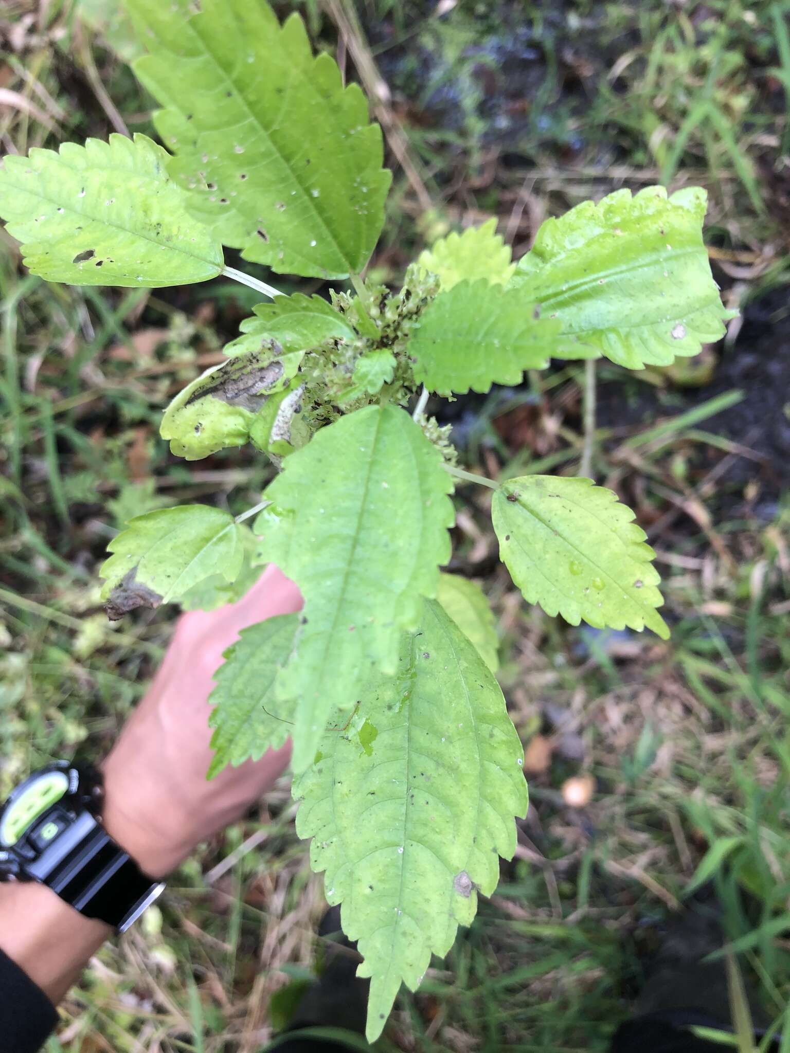 Image of Lesser Clearweed