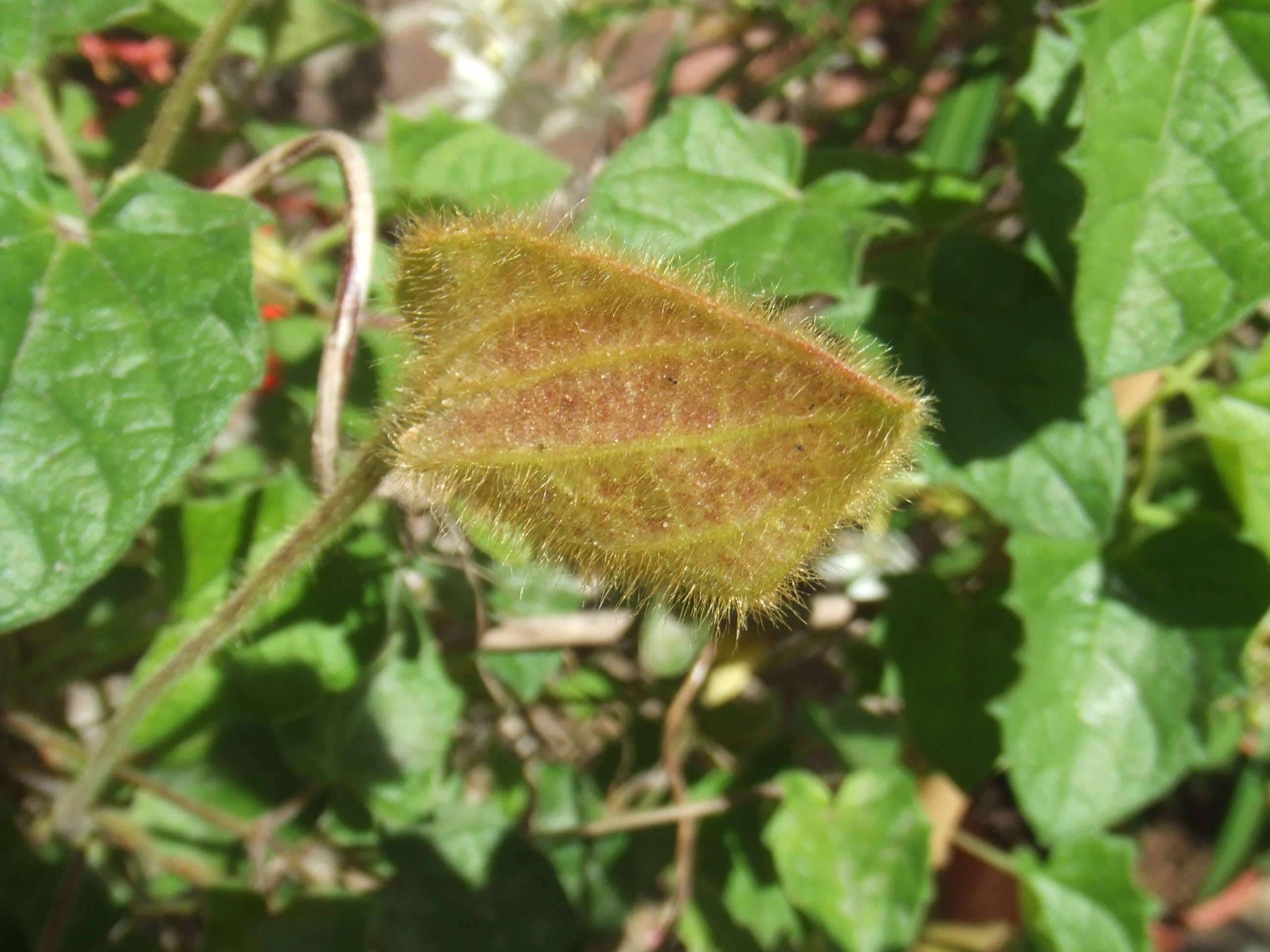 Image of Thunbergia gregorii S. Moore