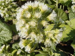 Image of Petasites albus (L.) Gaertn.