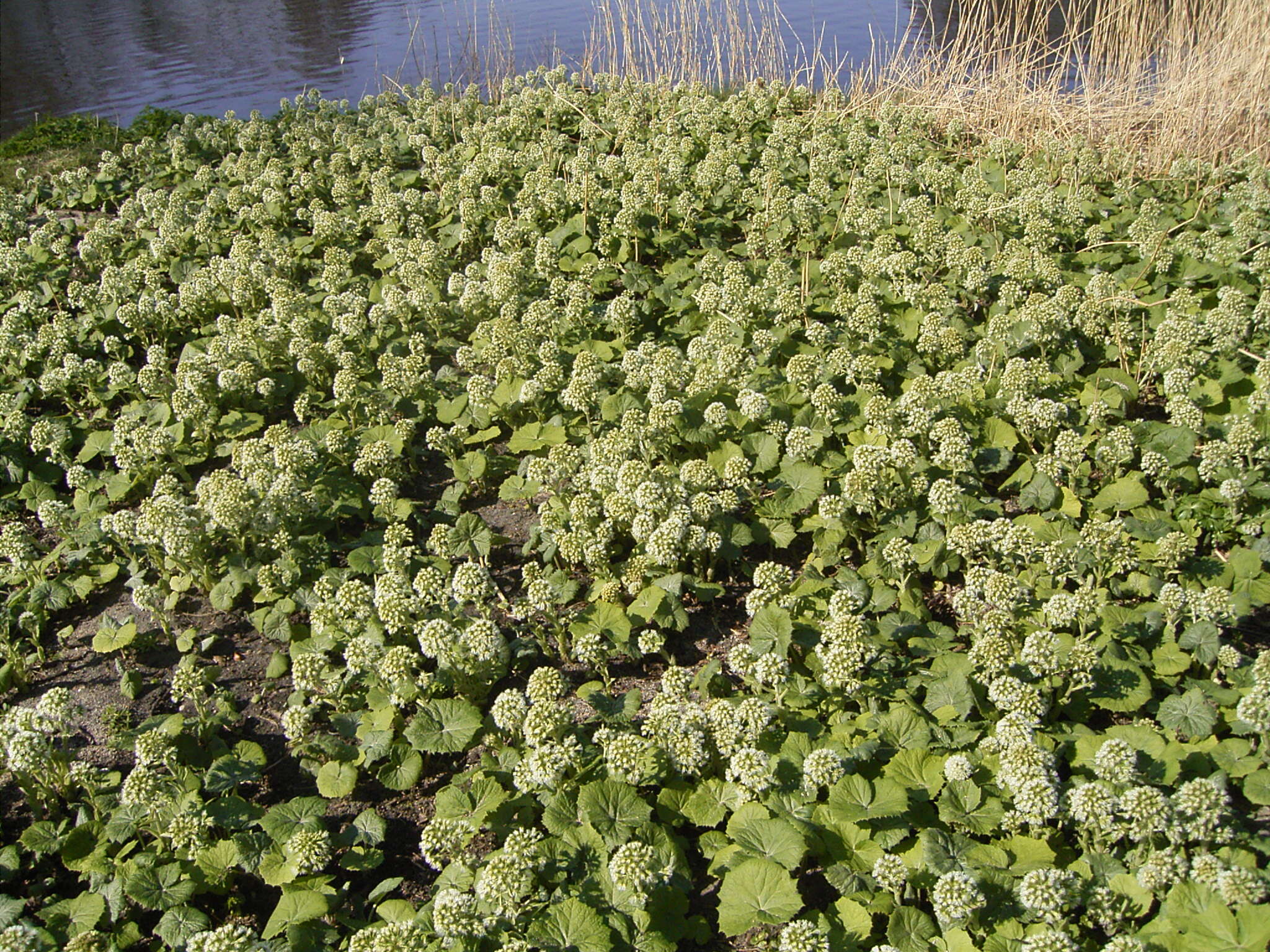 Image of Petasites albus (L.) Gaertn.