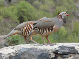 Image of Barbary Partridge